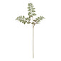 The Natural Garden Collection Maidenhair Fern Stem