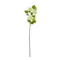 Green Snowball Viburnum Spray