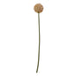 Pink Allium Stem